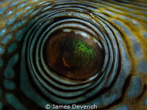 Puffers Eye / This is actually an older image but I rewor... by James Deverich 